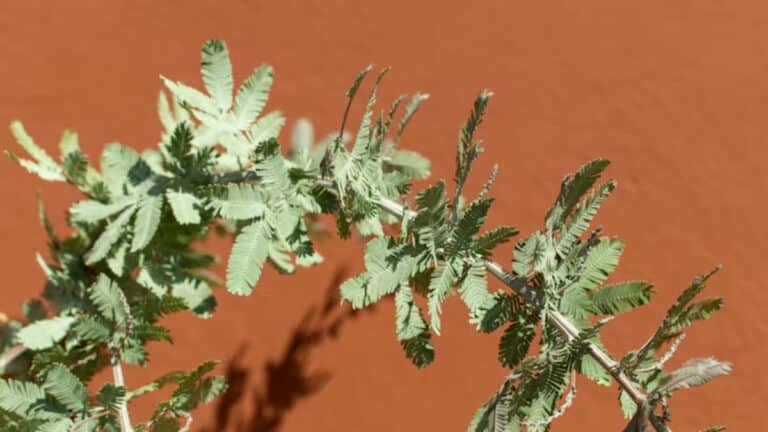 plante survit à la canicule