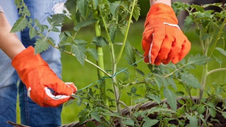 planter des tomates