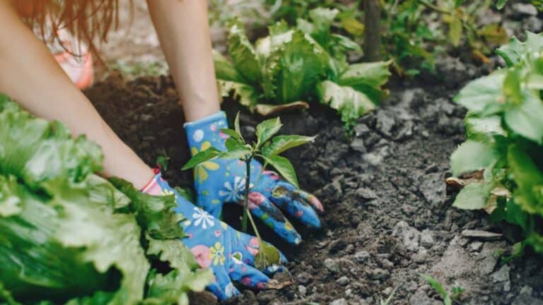 planter les tomates potager