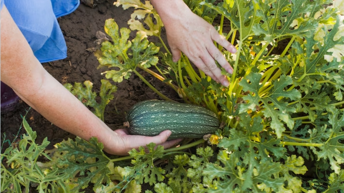plants de courgettes potager