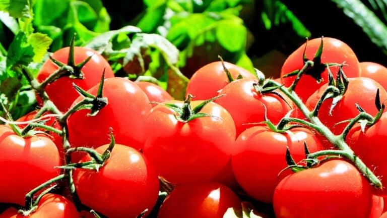 plants de tomates