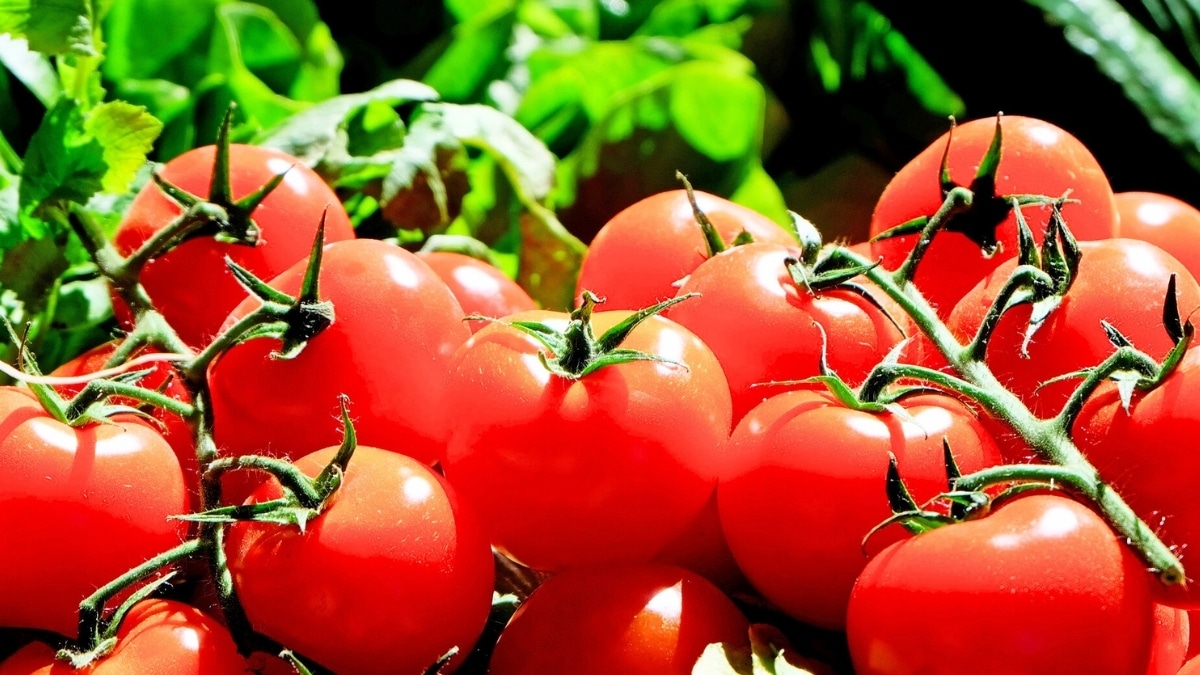 plants de tomates