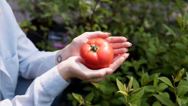 plants de tomates potager