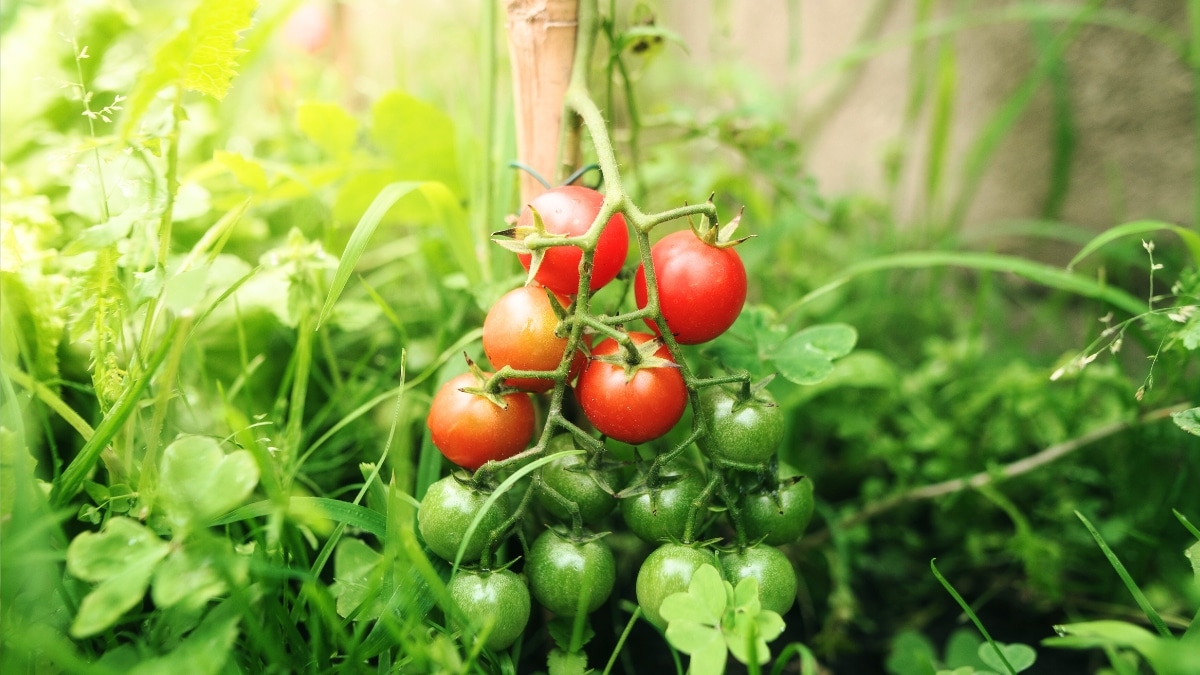 plants de tomates