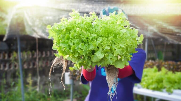 plants salades jardin