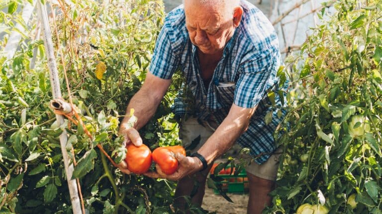potager avec des tomates