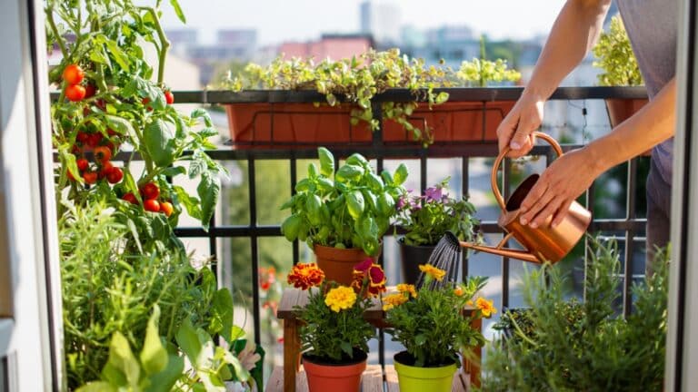 potager balcon
