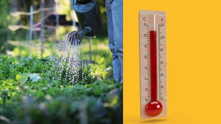 potager canicule