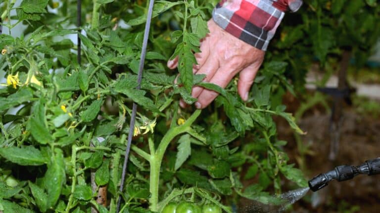 pulvériser potager