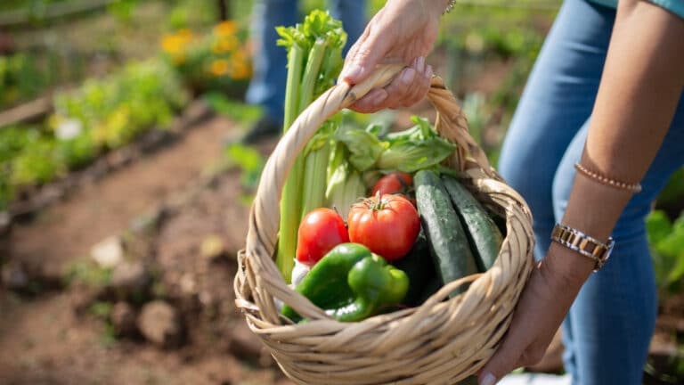 récolter tomates du potager