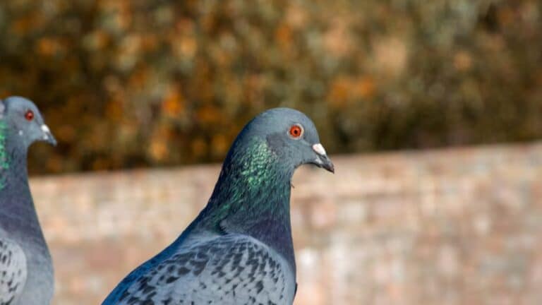 répulsif sonore low‑cost pour éloigner pigeons