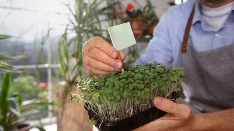 sachet de graines oublié dans la serre