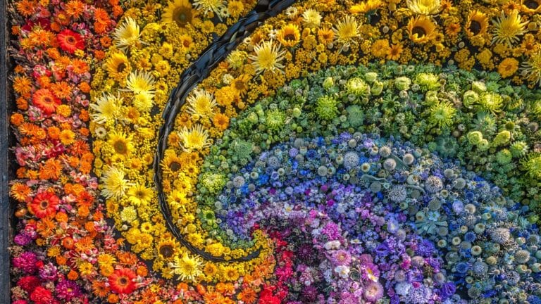 tapis de fleurs