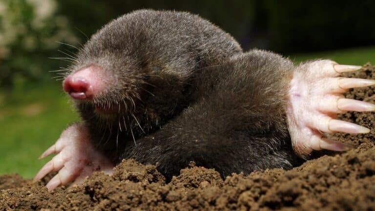 taupe potager