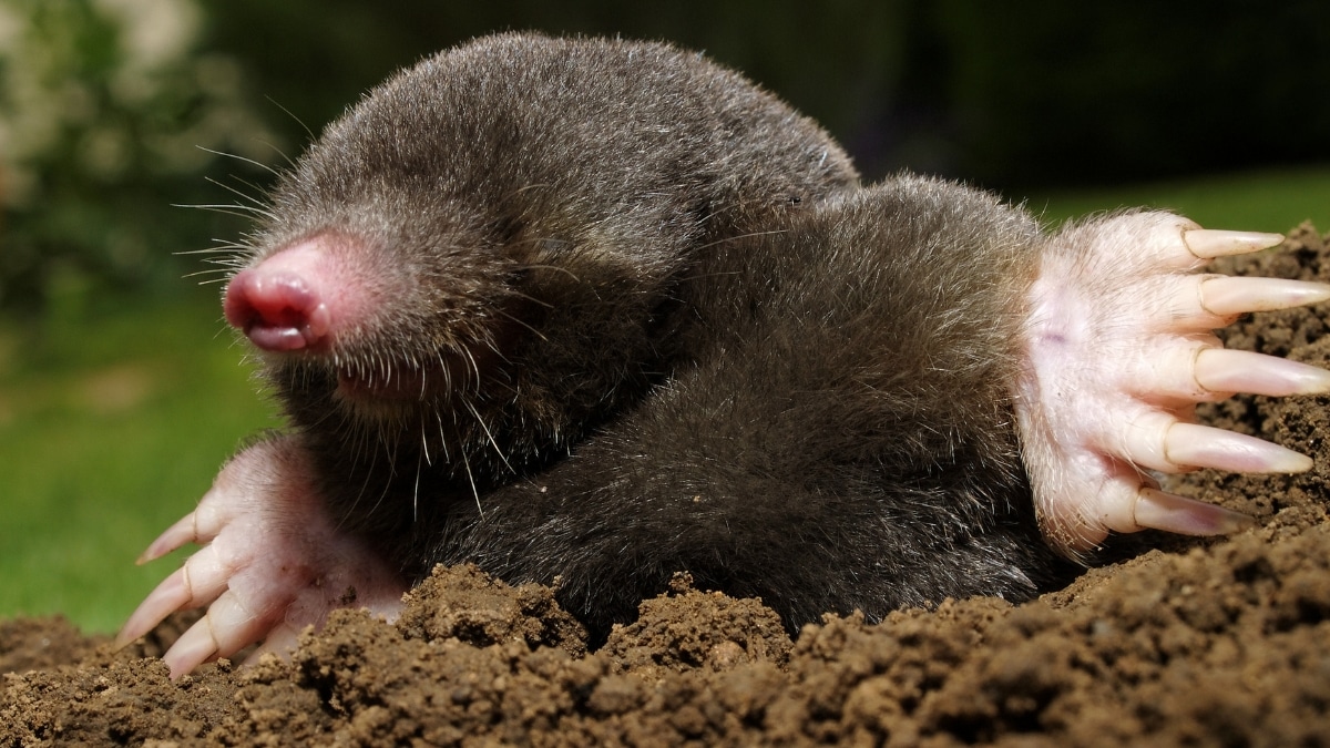 taupe potager