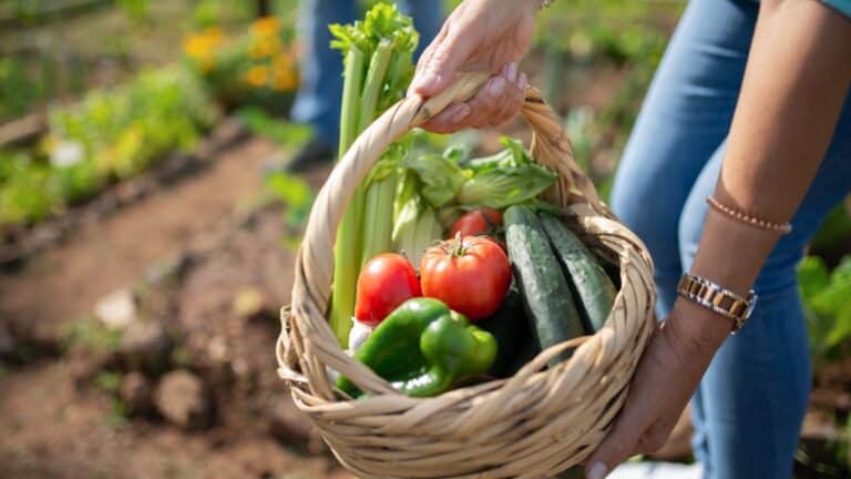 tomate bicarbonate potager