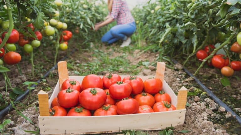 tomate potager