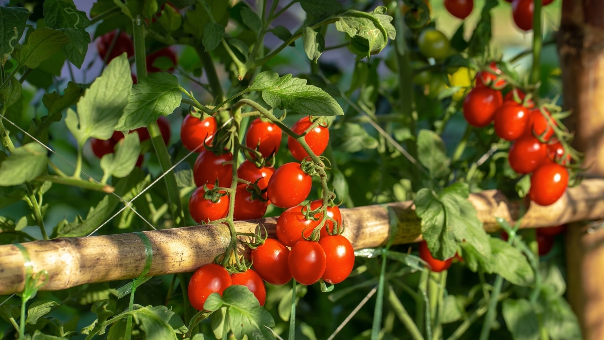 tomate sucrées juteuse potager