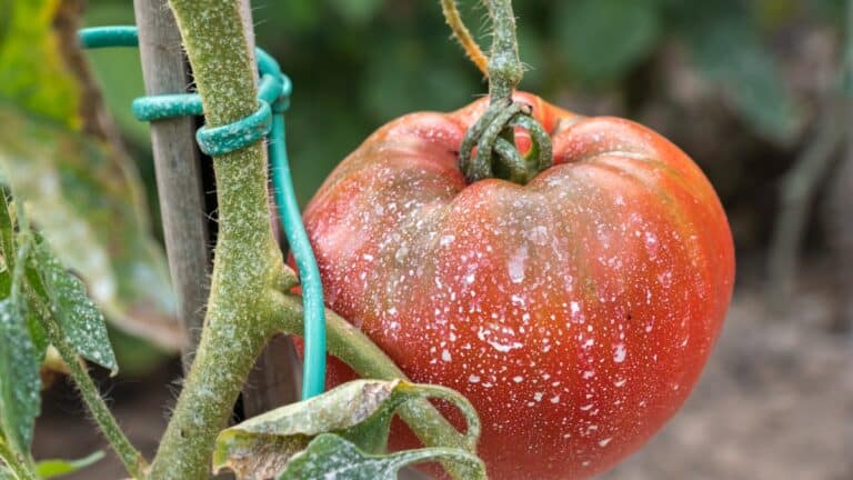 tomates