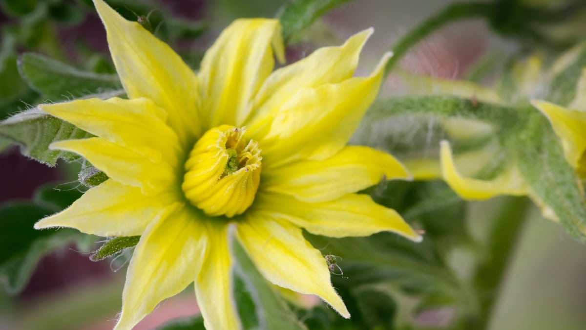 tomates fleurs