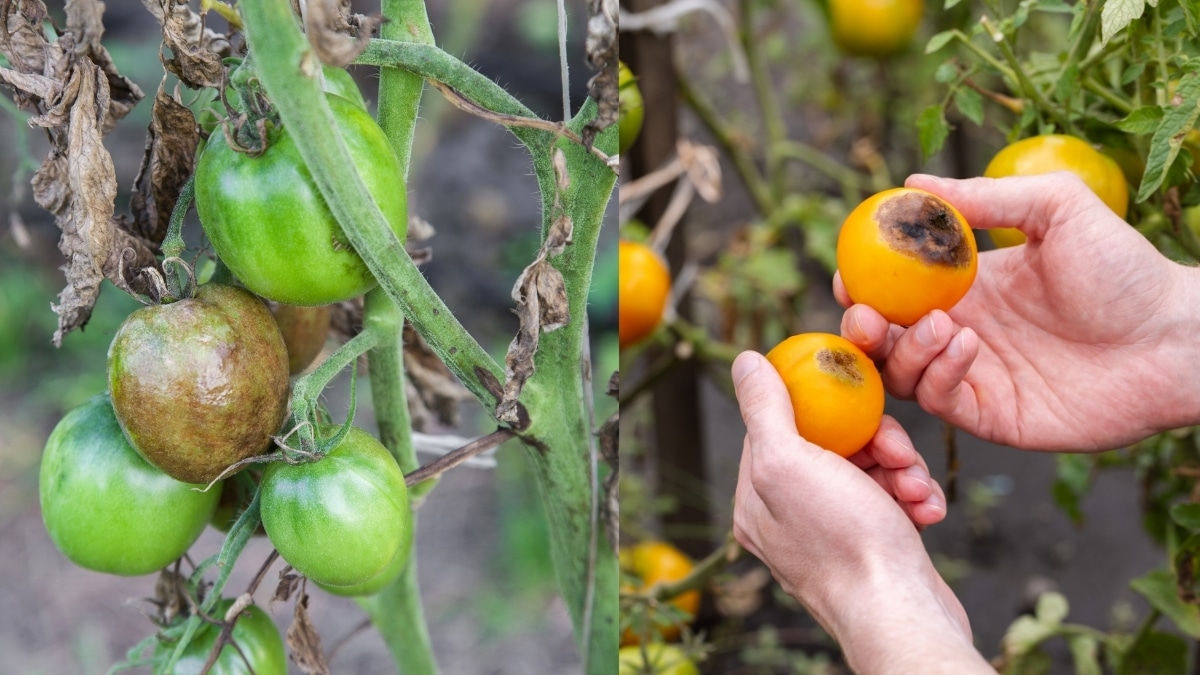 tomates malades potager