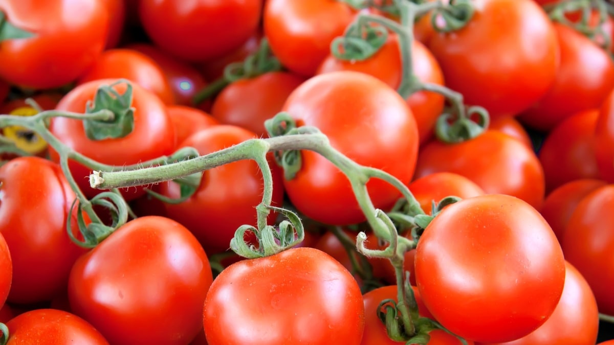 tomates saines