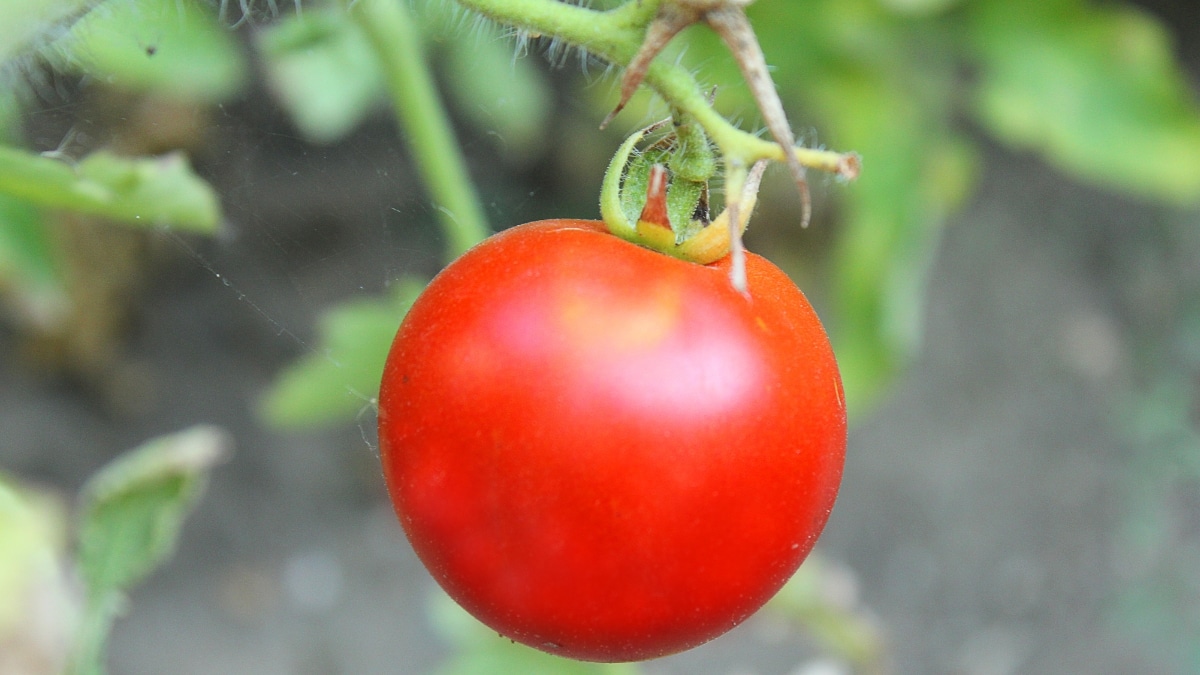 tomates sur plant