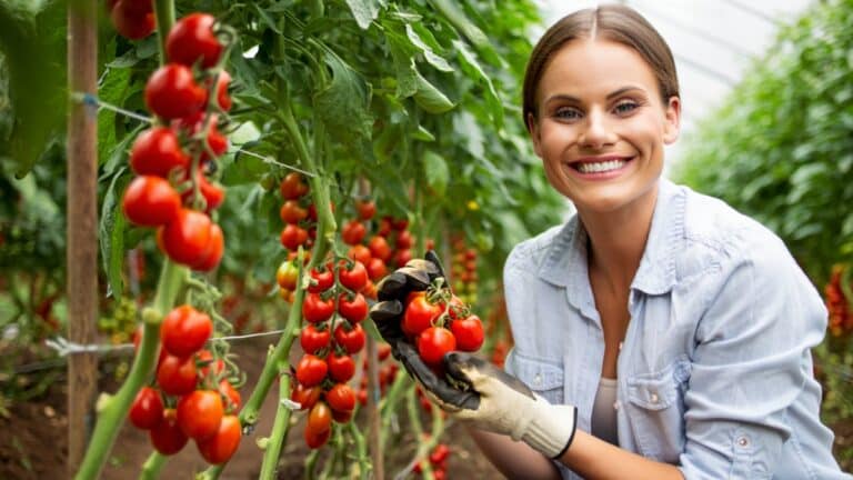 tomates toutes rouges