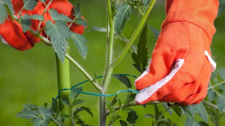 tomates tuteur