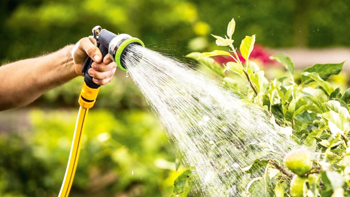 Jardin : vous devez arroser vos plantes, fruits et légumes à une heure bien précise pour en tirer la quintessence. Voici la recommandation d’un jardinier.