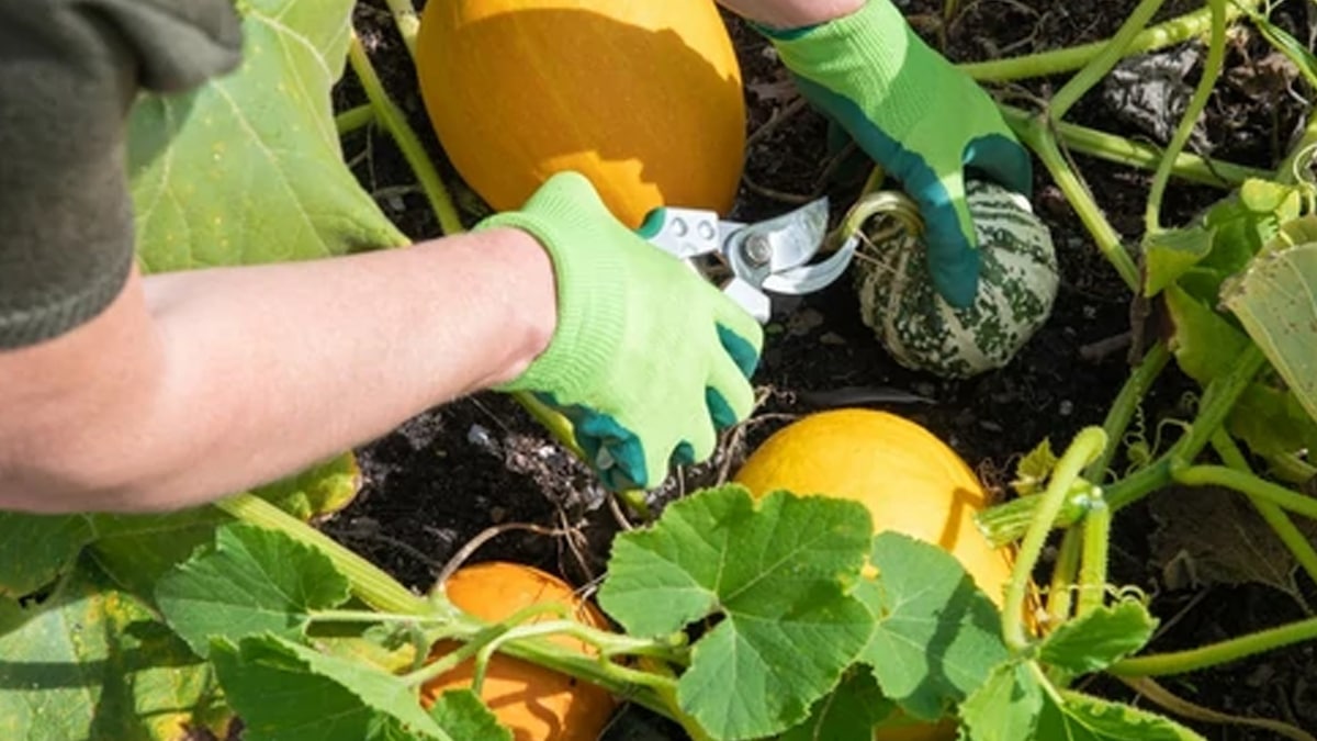 Si vous aimez les courgettes, vous allez adorer ce légumes d’été peu connu