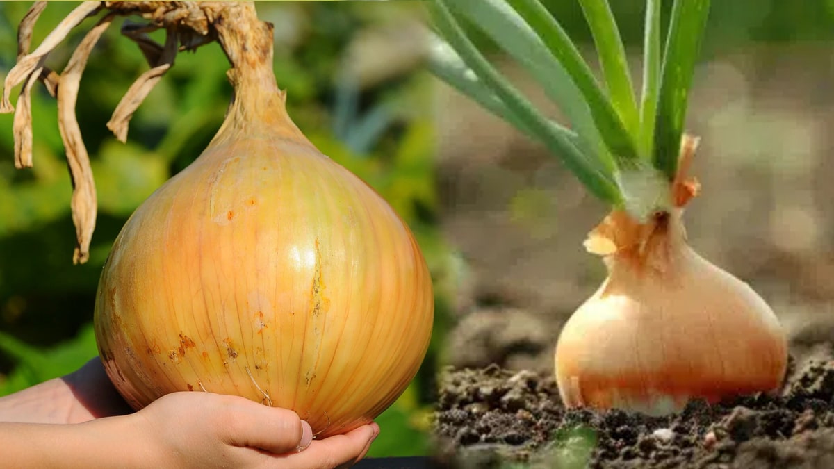 Oignons : comment ce jardinier a réussi à les faire grossir à ce point