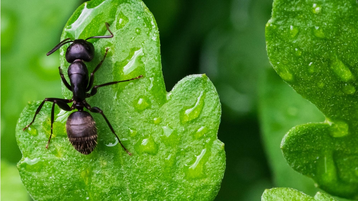 Votre jardin est envahis par les fourmis ? voici 8 solutions pour s’en débarrasser rapidement
