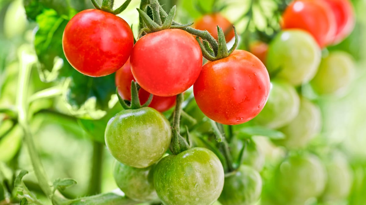 « Mes tomates sont toutes petites cette année », il y a une bonne raison très simple à corriger