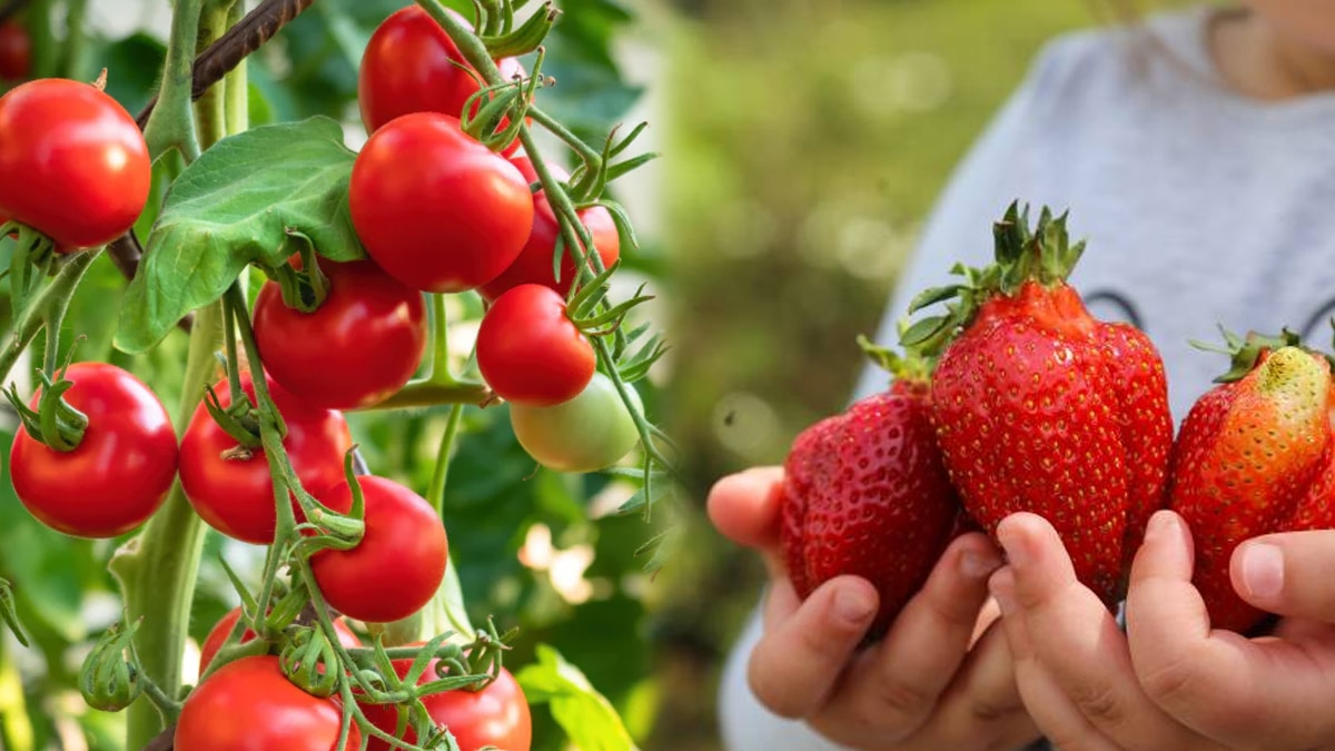 Jardins généreux : nos grands-parents ne juraient que par cette technique qui offre un rendement maximal