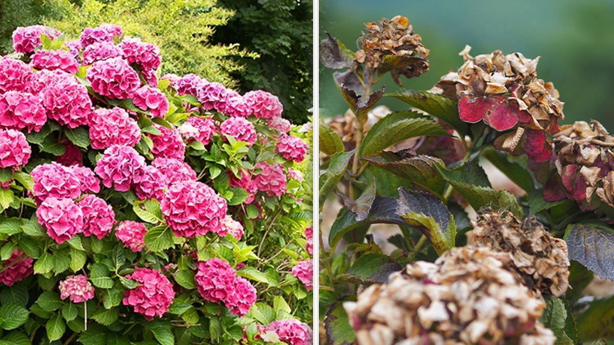 Hortensias malades ? Ce jardinier met en garde contre ces plantes voisines que tout le monde utilise