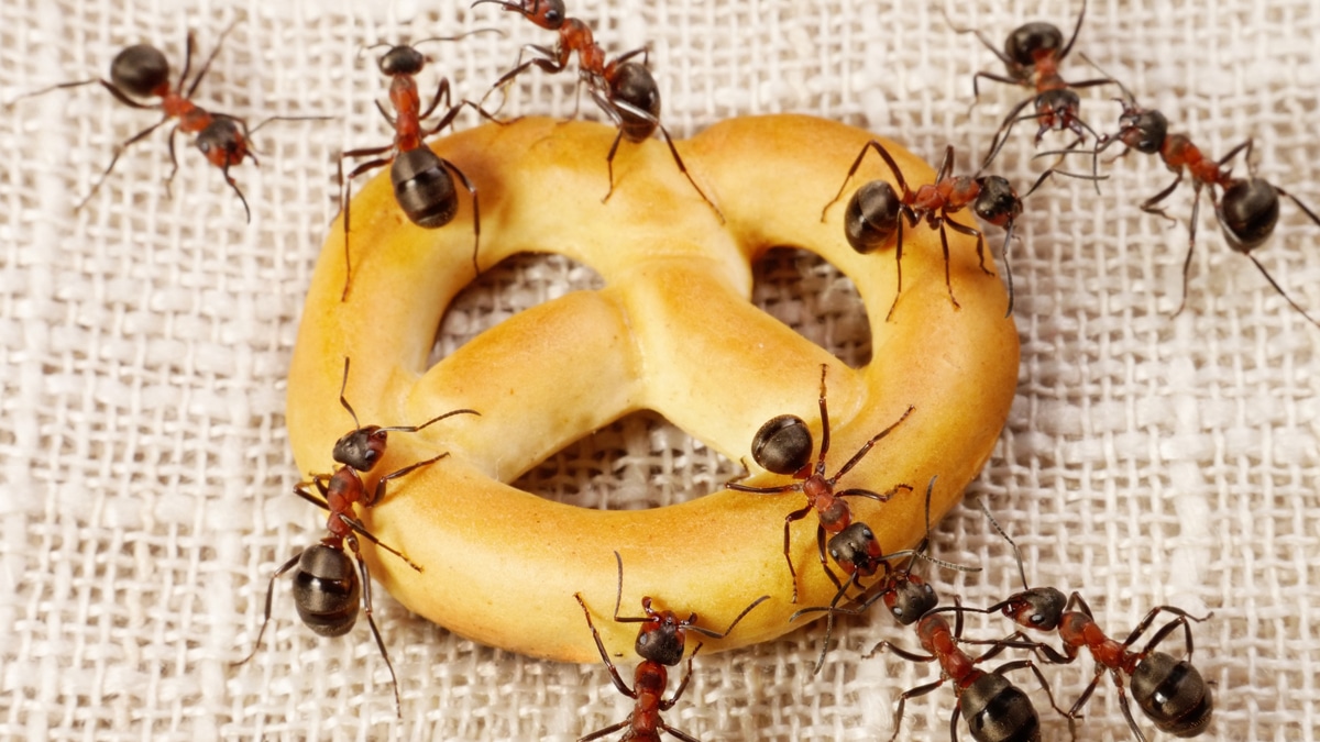 « Ma maison est infestée de fourmis, j’ai réussi à les faire fuir avec ce mélange naturel en quelques jours