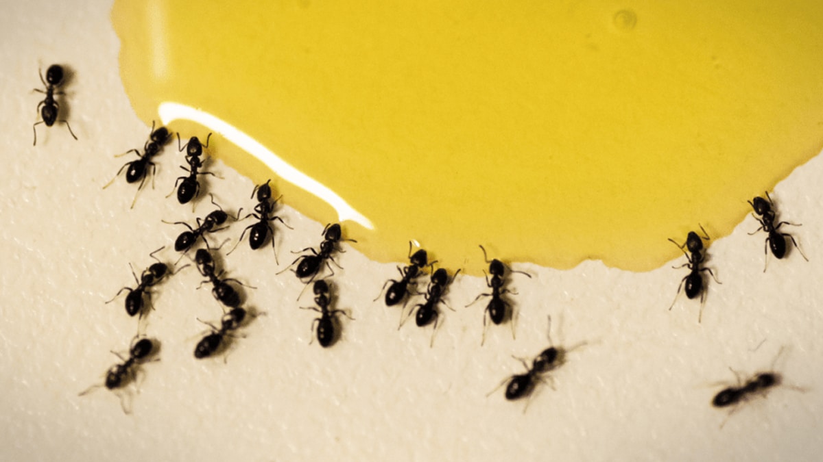 Ma maison est infestée de fourmis : voici comment les les faire fuire un bonne fois
