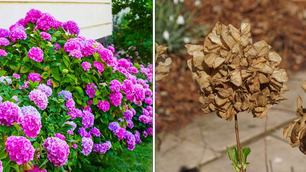 Hortensias : comment les fleurs se fanent pour qu’elles fleurissent à nouveau  ?