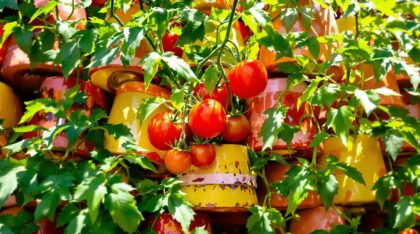 découvrez comment transformer vos pots cassés en atouts pour vos tomates ! suivez l'astuce inédite des jardiniers pour soutenir et embellir vos plantes durant l'été, tout en évitant le gaspillage.