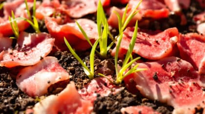 découvrez comment recycler les écorces de pastèque pour nourrir et protéger votre sol en fin d'été. astuces écologiques pour un jardin plus sain et durable !