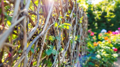 découvrez comment recycler vos branchages pour créer une clôture naturelle, esthétique et écologique dans votre jardin. offrez une seconde vie à vos déchets verts grâce à des astuces simples et durables !