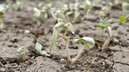 découvrez la cause discrète mais fréquente qui empêche vos semis de bien pousser sans que vous en ayez conscience. conseils et solutions pour éviter cette erreur courante et réussir vos plantations dès le début.