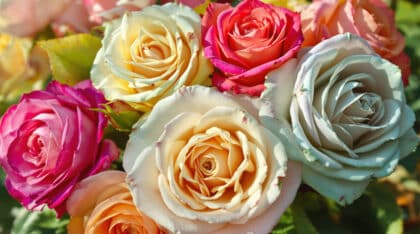 découvrez les variétés de roses menacées d’extinction d’ici 2026 et apprenez lesquelles planter avant l’hiver pour préserver ces trésors floraux dans votre jardin.