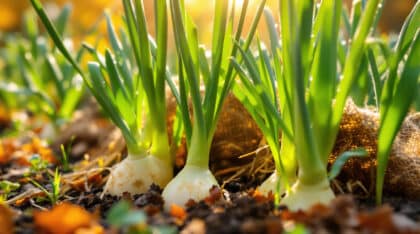découvrez une méthode ingénieuse et peu connue pour protéger efficacement vos poireaux du froid automnal. astuces pratiques et conseils faciles pour garantir une récolte abondante et de beaux légumes tout l’hiver.