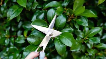 découvrez pourquoi il est essentiel de tailler votre laurier-cerise en septembre : conseils d'entretien, avantages pour la santé de la plante et risques à éviter si vous attendez trop longtemps.