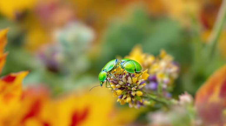 découvrez comment les punaises vertes peuvent devenir vos alliées précieuses pour protéger et dynamiser votre jardin cet automne. conseils, astuces et bienfaits au rendez-vous !