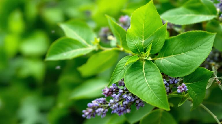 découvrez comment les feuilles de laurier peuvent repousser naturellement les moustiques et protéger votre maison. explorez leurs vertus cachées et adoptez cette solution simple et efficace contre les nuisibles !