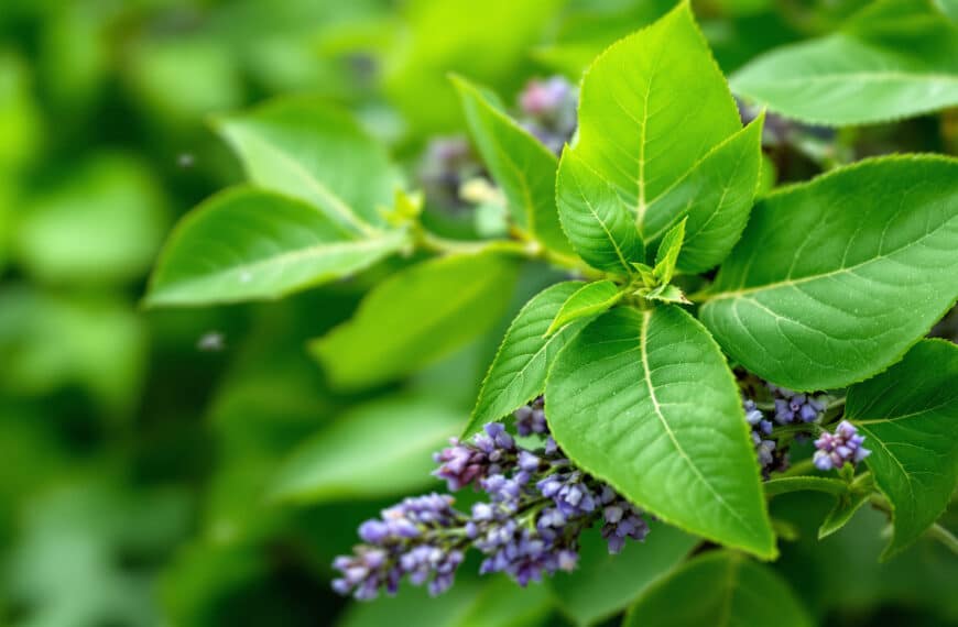 découvrez comment les feuilles de laurier peuvent repousser naturellement les moustiques et protéger votre maison. explorez leurs vertus cachées et adoptez cette solution simple et efficace contre les nuisibles !