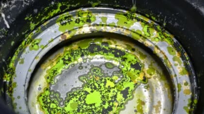votre lave-linge dégage une mauvaise odeur ou fuit ? découvrez comment un joint moisi peut être la cause de vos soucis et suivez nos conseils pour y remédier facilement !